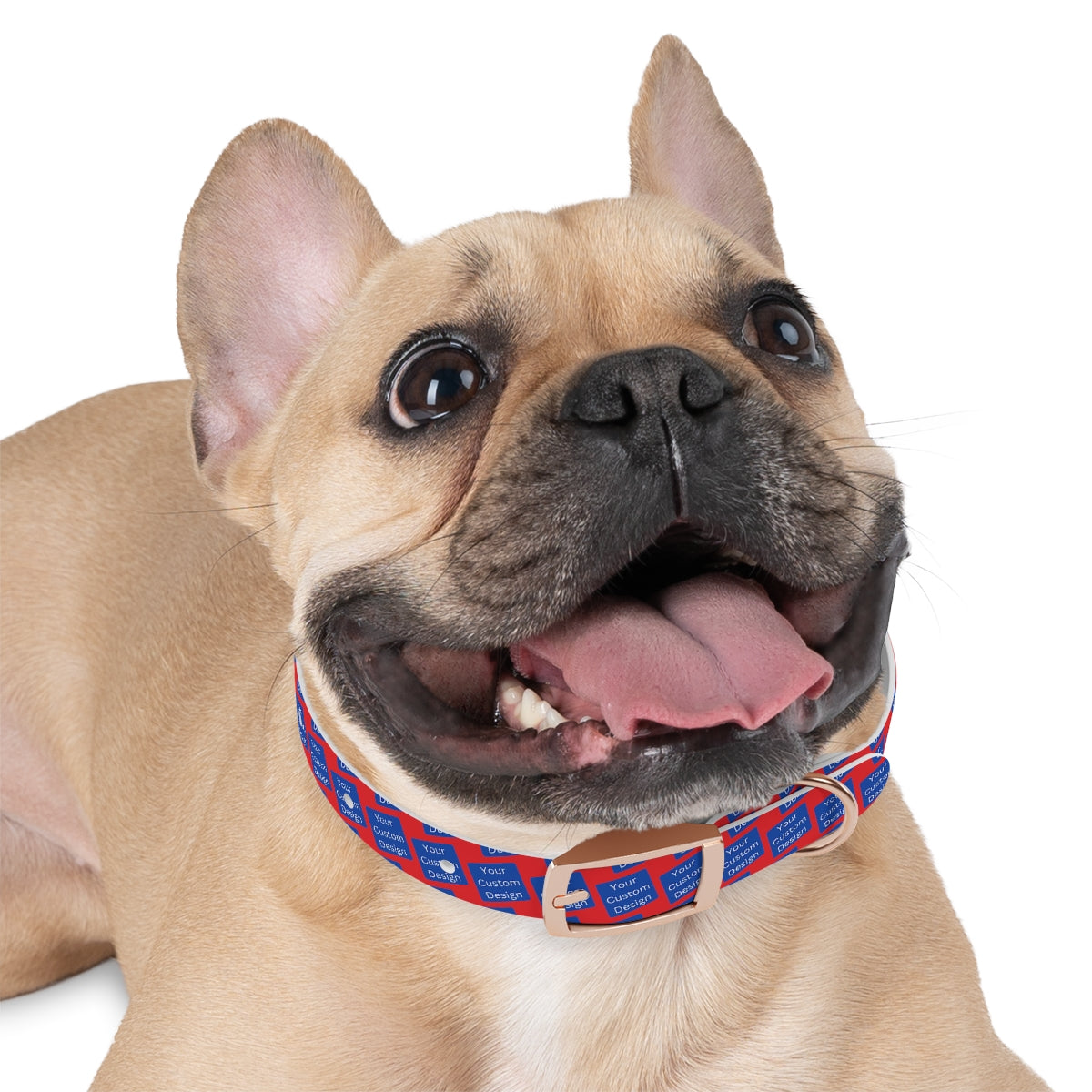 Customizable Dog Collar