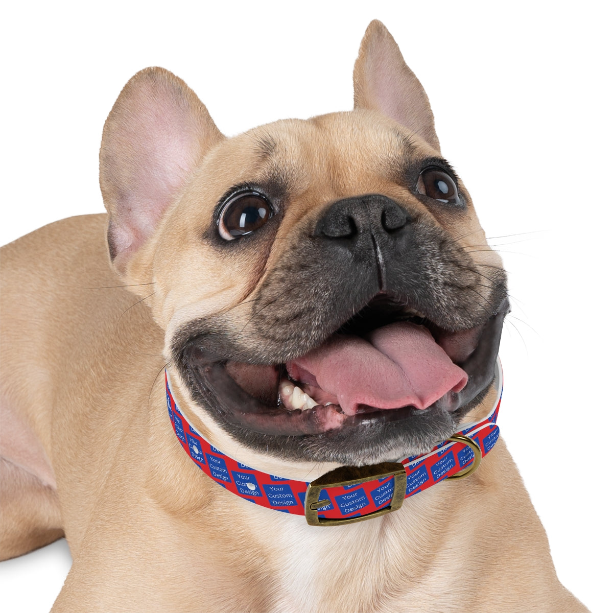 Customizable Dog Collar